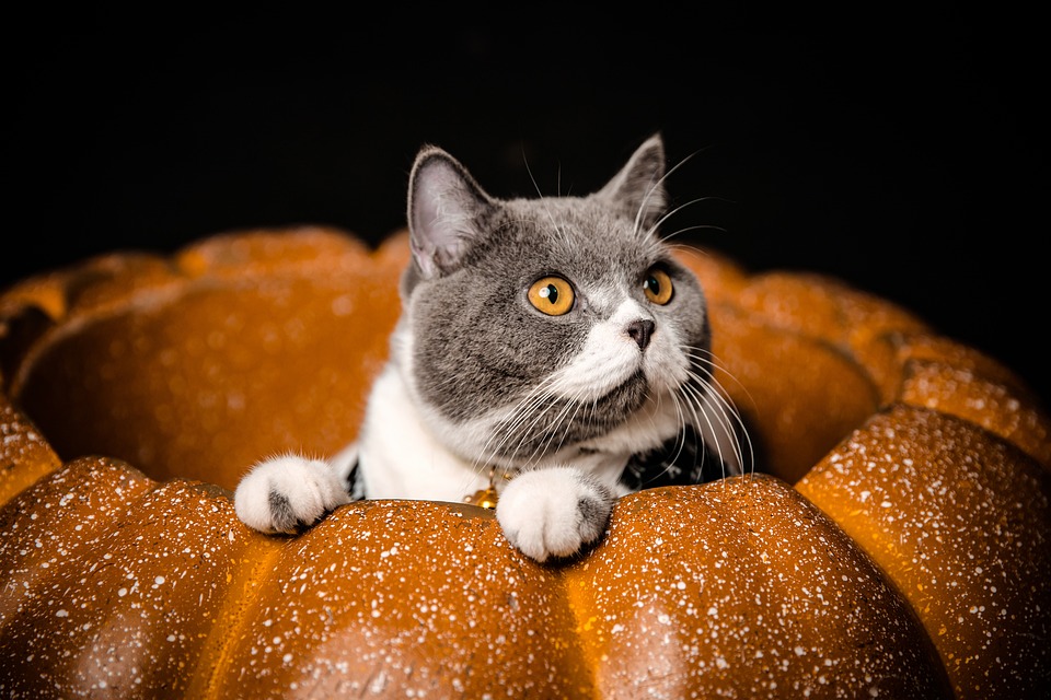 Low-Carb Pumpkin Cake With Cream Cheese Frosting